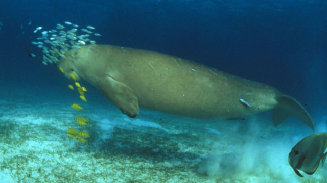 Habitat Dugong di Perairan NTT